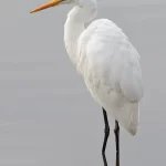 Garza Grande (Ardea alba), elegante garza blanca de humedales chilenos