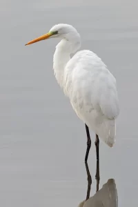 Garza Grande (Ardea alba), elegante garza blanca de humedales chilenos