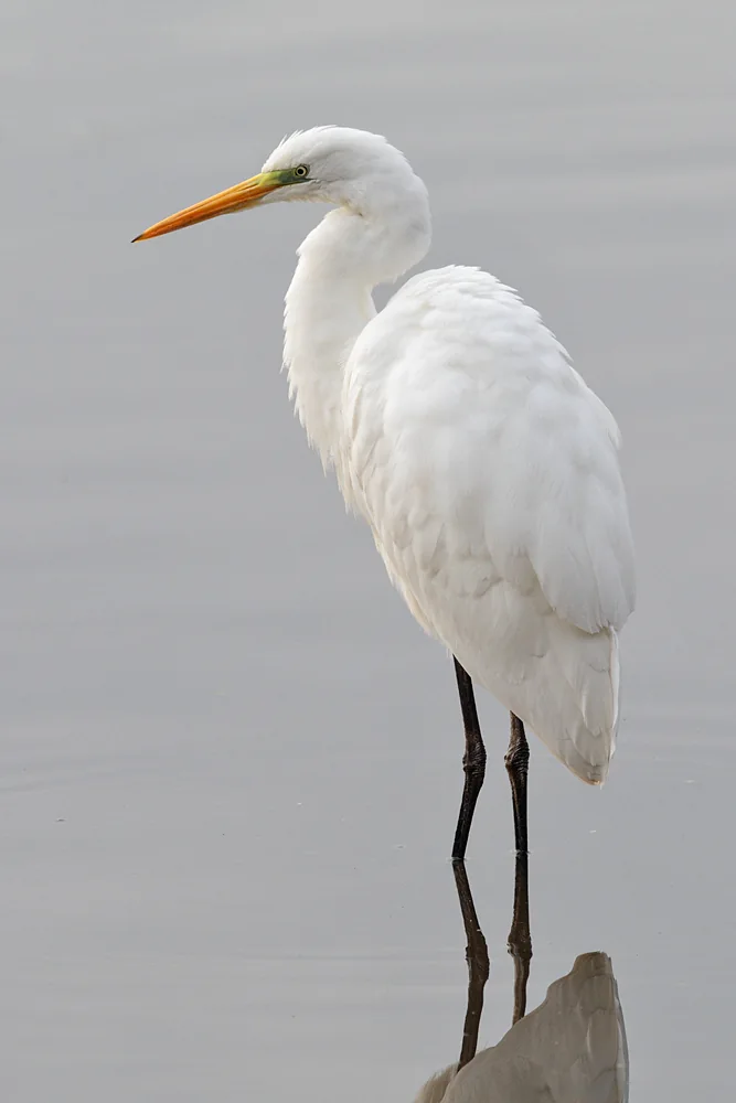 Garza Grande (Ardea alba), elegante garza blanca de humedales chilenos