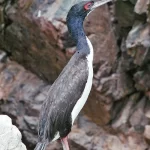 Guanay (Leucocarbo bougainvillii), cormorán de la corriente de Humboldt en Chile