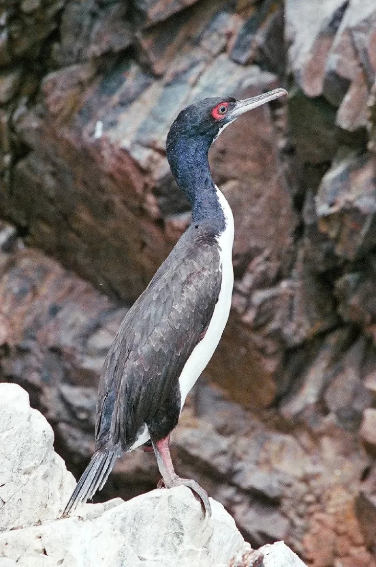 Guanay (Leucocarbo bougainvillii), cormorán de la corriente de Humboldt en Chile