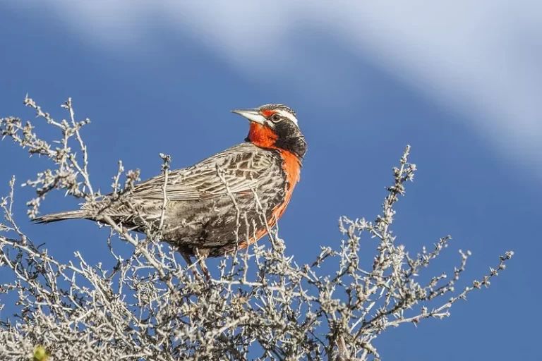 Loica (Leistes loyca), ave chilena de pecho rojo