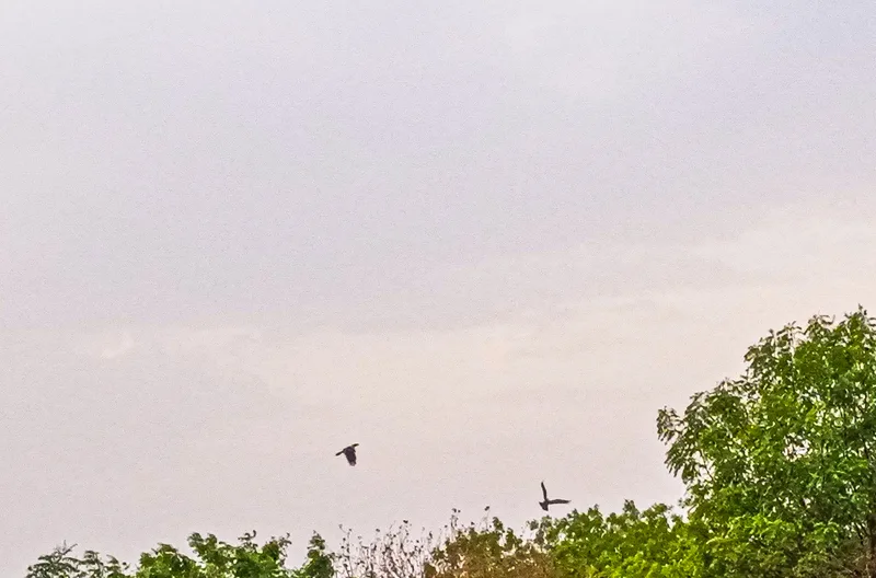 Pájaros volando en el cielo: simbolismo onírico y significado espiritual de las aves en sueños