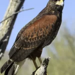 Peuco (Parabuteo unicinctus), rapaz chilena de la familia Accipitridae