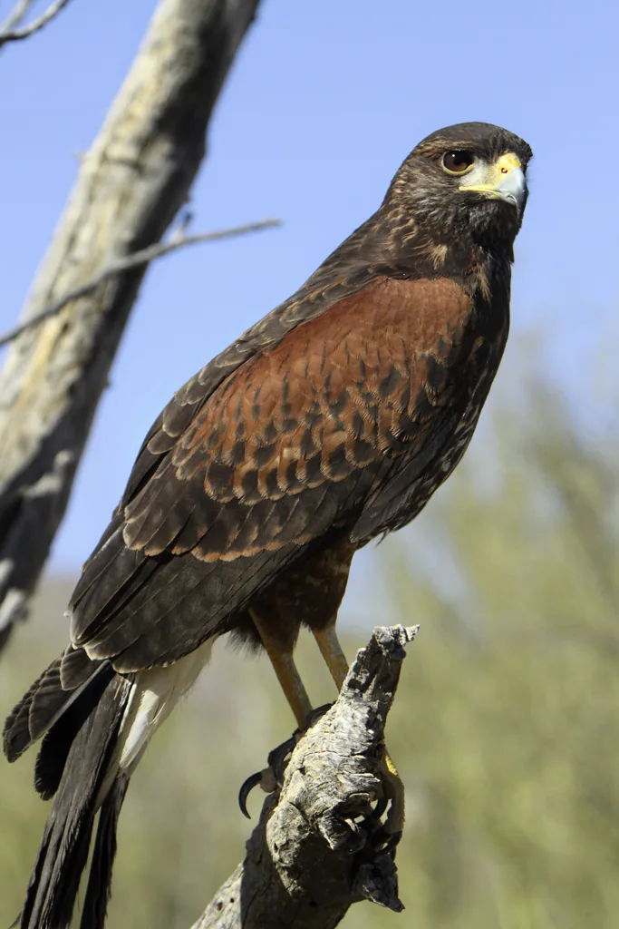 Peuco (Parabuteo unicinctus), rapaz chilena de la familia Accipitridae