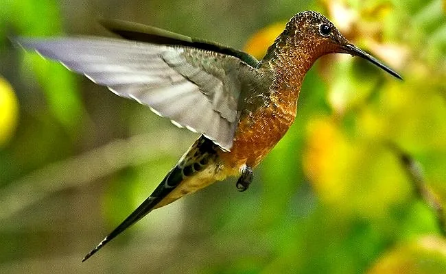 Picaflor Gigante (Patagona gigas), el colibrí más grande del mundo