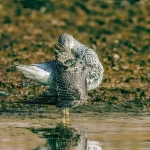Pitotoy Grande (Tringa melanoleuca) en un lago en Vancouver Island, Canadá. Ave playera de patas amarillas.