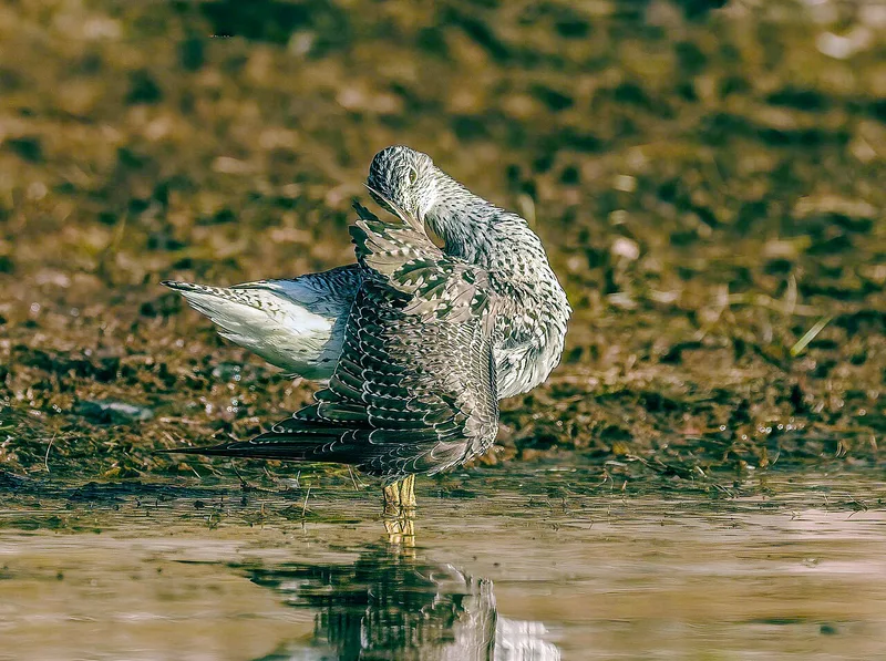 Pitotoy Grande (Tringa melanoleuca) en un lago en Vancouver Island, Canadá. Ave playera de patas amarillas.