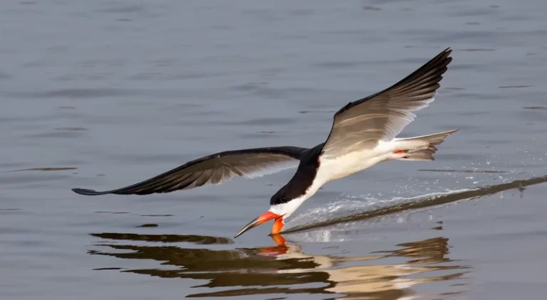 Rayador americano (Rynchops niger) en vuelo pescando en el Pantanal, Brasil. Ave con pico característico de mandíbula inferior más larga que la superior.