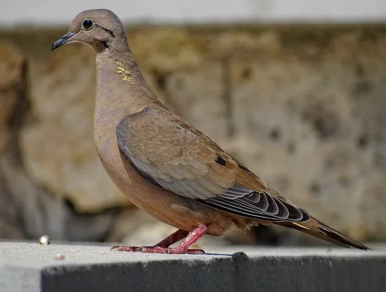 Tórtola Común (Zenaida auriculata), ave de la familia Columbidae en Chile