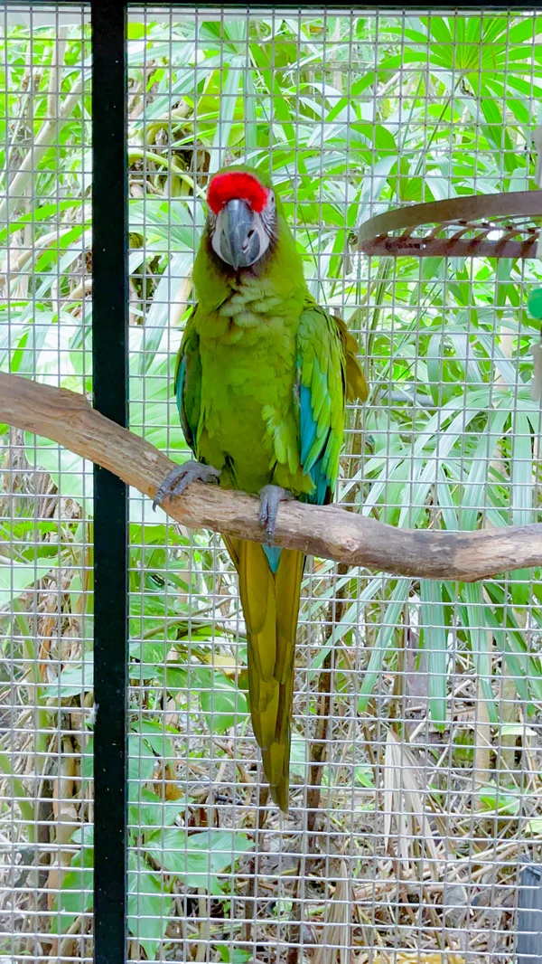 Hamaca nido para loro