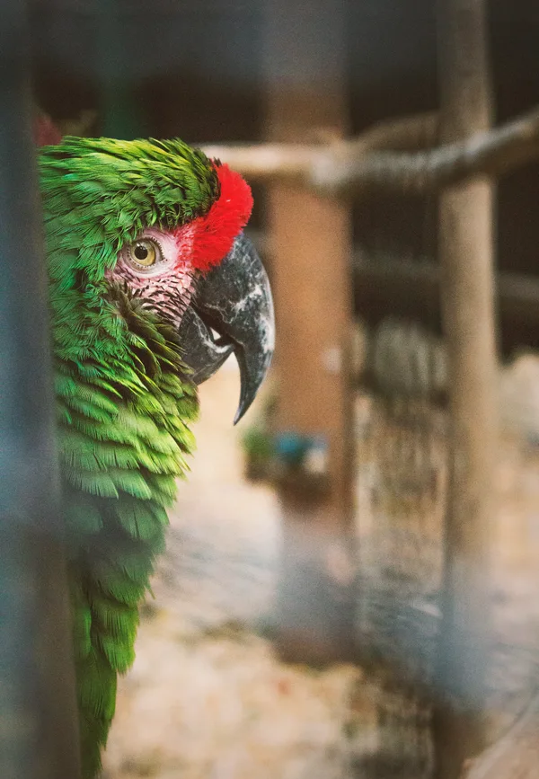 Nido colgante para aves - comodidad para loros