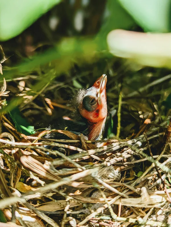 Nido de algodon para loros pequenos