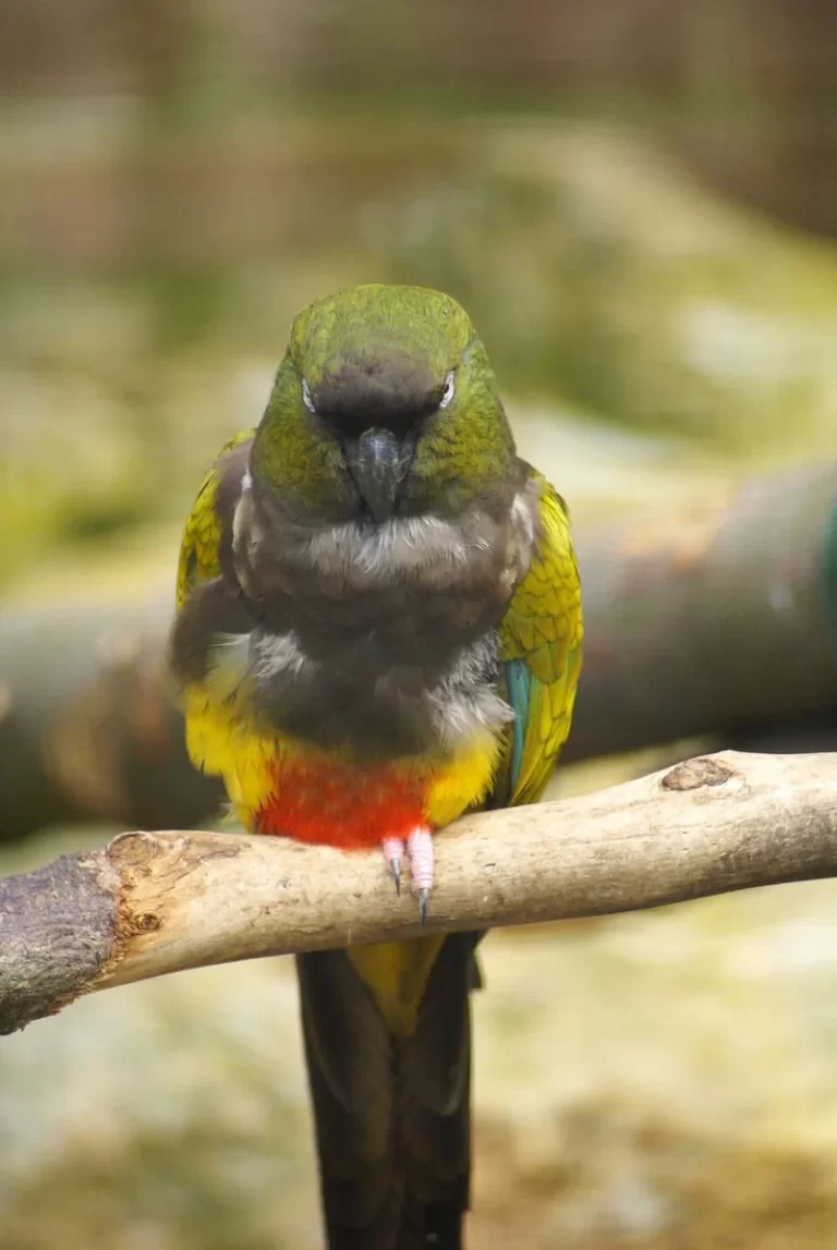 Loro Tricahue (Cyanoliseus patagonus), loro endémico de Chile y Argentina