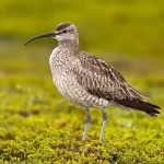 Zarapito Común (Numenius phaeopus), ave limícola de playas chilenas