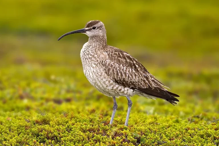 Zarapito Común (Numenius phaeopus), ave limícola de playas chilenas