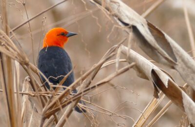 Foto de Federal (Amblyramphus holosericeus), familia Icteridae, aves de Chile
