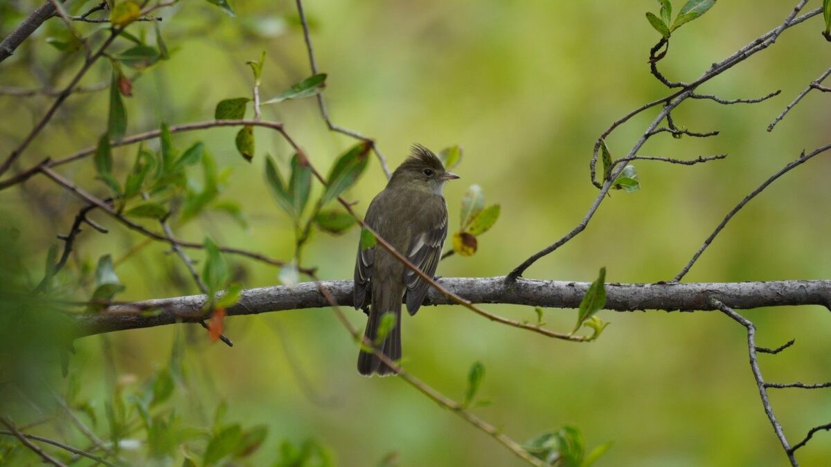 Foto de Fío-Fío (), familia Tyrannidae, aves de Chile