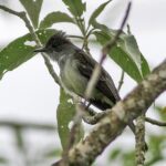 Foto de Fio-fio grande (Myiarchus swainsoni), familia Tyrannidae, aves de Chile