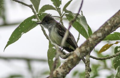 Foto de Fio-fio grande (Myiarchus swainsoni), familia Tyrannidae, aves de Chile