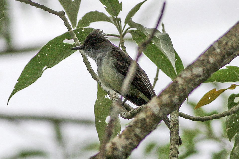 Foto de Fio-fio grande (Myiarchus swainsoni), familia Tyrannidae, aves de Chile