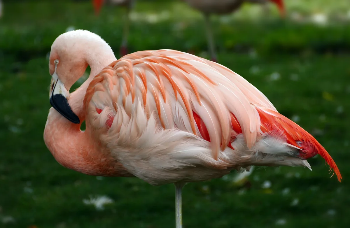 Flamenco chileno de plumaje rosado y anaranjado, una de las aves más coloridas de Chile
