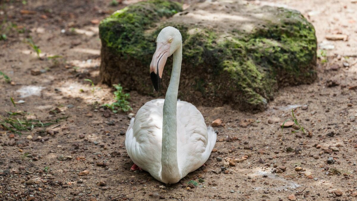 Foto de Flamenco chileno (Phoenicopterus chilensis), familia Phoenicopteridae, aves de Chile