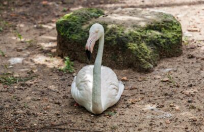 Foto de Flamenco chileno (Phoenicopterus chilensis), familia Phoenicopteridae, aves de Chile