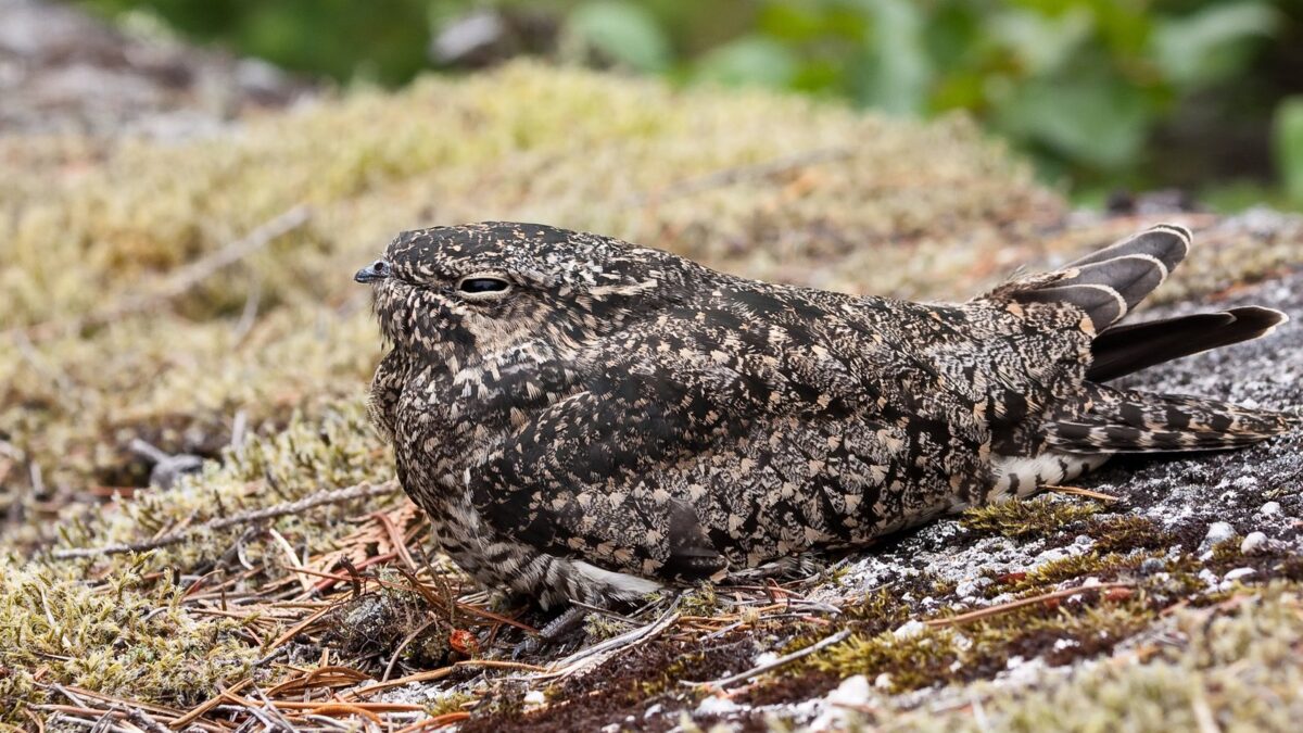 Foto de Gallina ciega boreal (Chordeiles minor), familia Caprimulgidae, aves de Chile