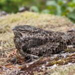 Foto de Gallina ciega boreal (Chordeiles minor), familia Caprimulgidae, aves de Chile