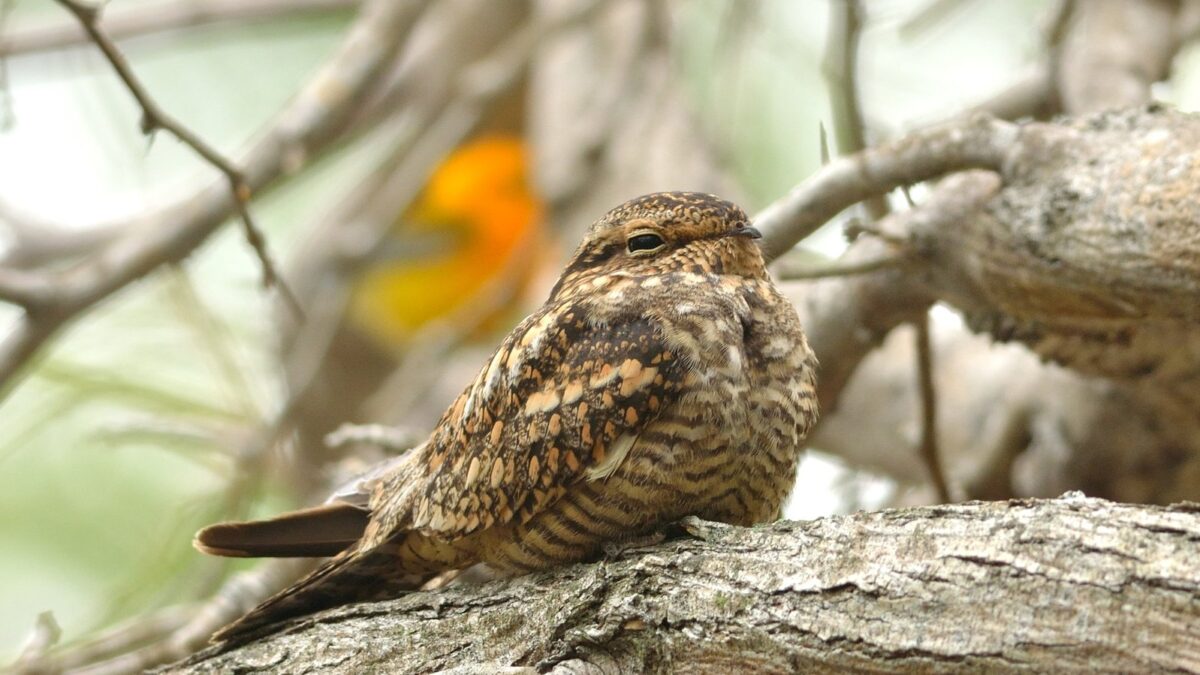 Foto de Gallina ciega peruana (Chordeiles acutipennis), aves de Chile