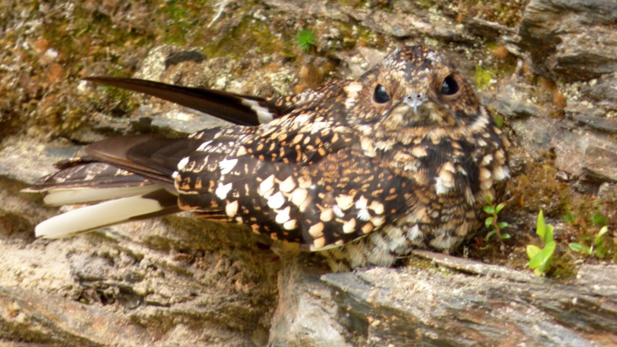 Foto de Gallina ciega (Systellura longirostris), familia CaprimulgidaeGALLINA, aves de Chile