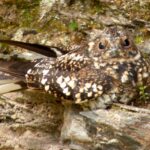Foto de Gallina ciega (Systellura longirostris), familia CaprimulgidaeGALLINA, aves de Chile