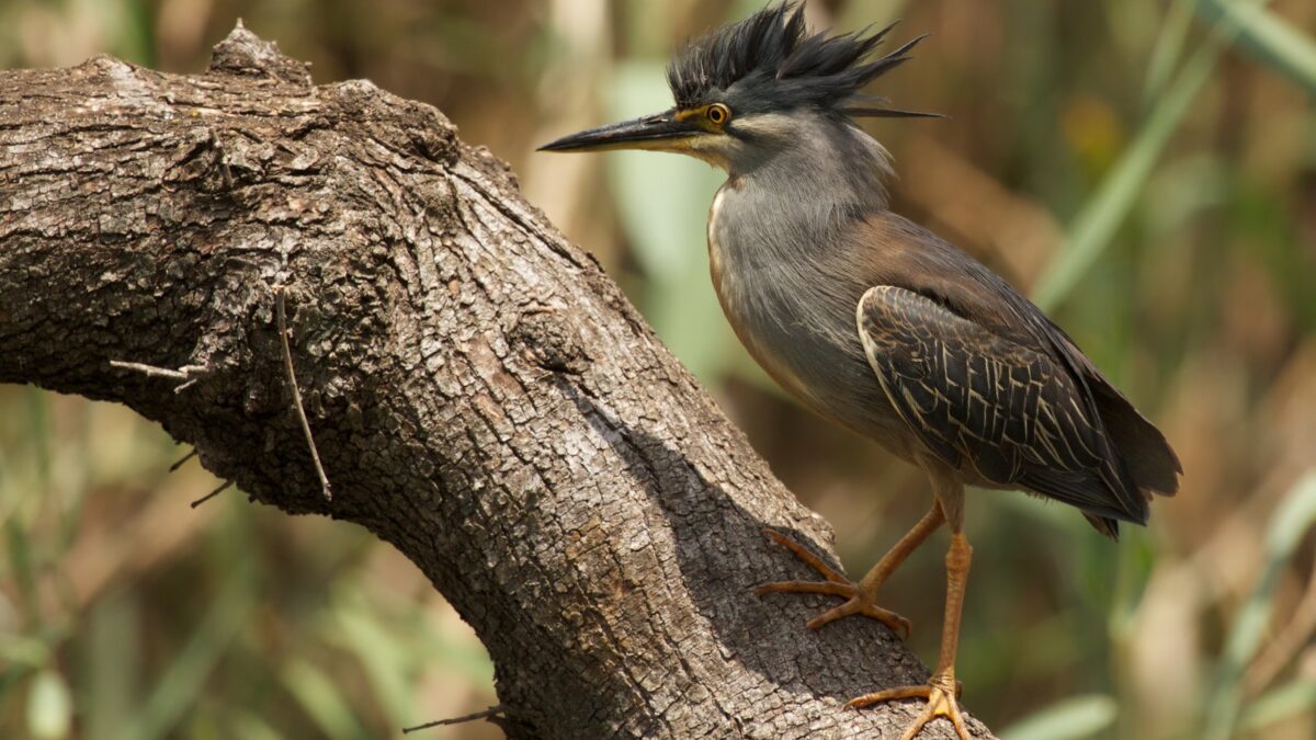 Foto de Garcita azulada (Butorides striatus), familia ArdeidaeGARCITA, aves de Chile
