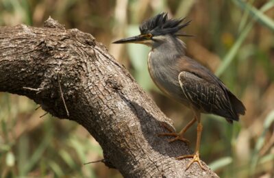 Foto de Garcita azulada (Butorides striatus), familia ArdeidaeGARCITA, aves de Chile