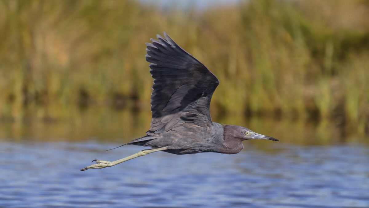 Foto de Garza azul (Egretta caerulea), familia Ardeidae, aves de Chile