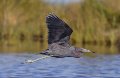 Foto de Garza azul (Egretta caerulea), familia Ardeidae, aves de Chile