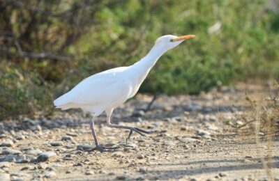 Foto de Garza boyera (Bubulcus ibis), familia ArdeidaeGARZA, aves de Chile