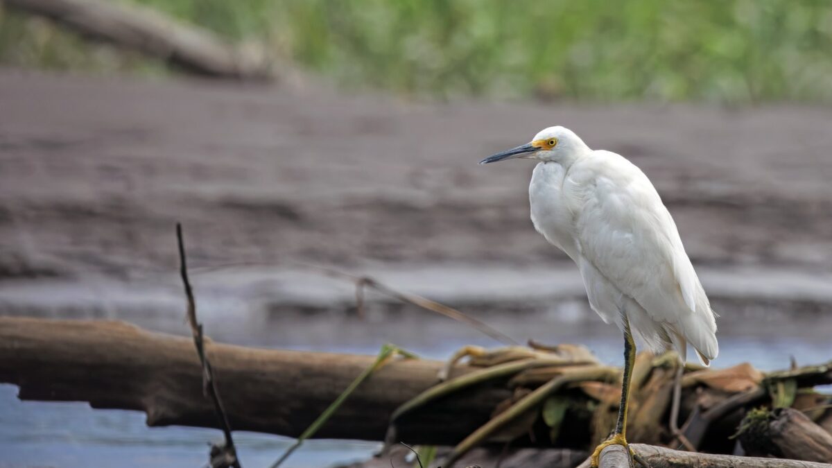 Foto de Garza chica (Egretta thula), familia Ardeidae, aves de Chile