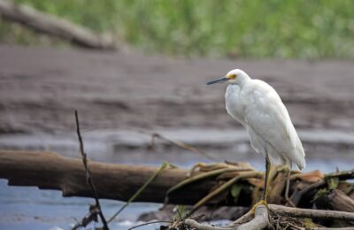 Foto de Garza chica (Egretta thula), familia Ardeidae, aves de Chile