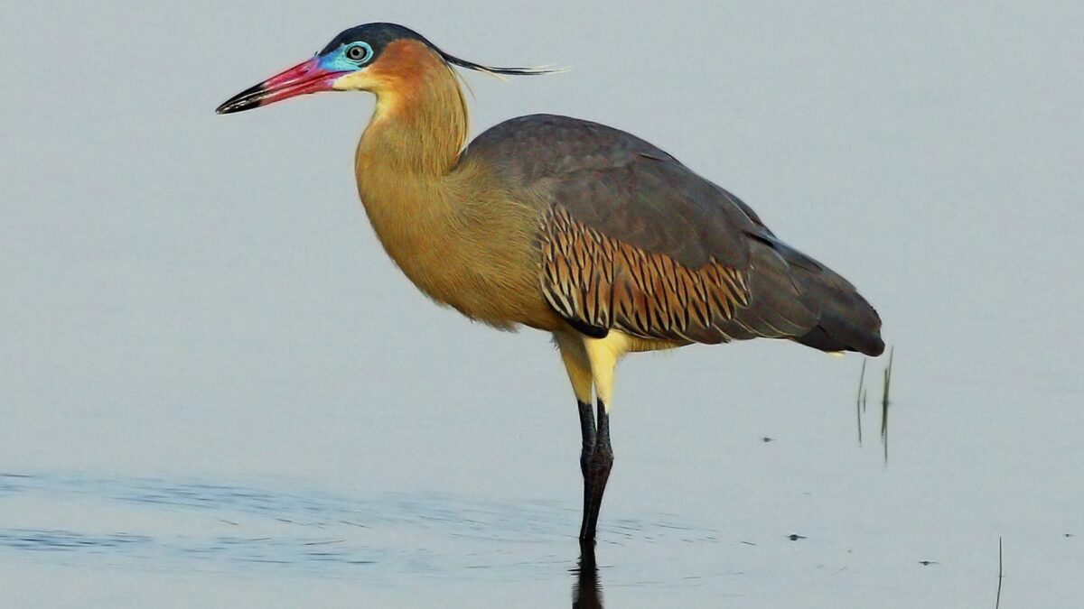 Foto de Garza chiflon (Syrigma sibilatrix), familia Ardeidae, aves de Chile