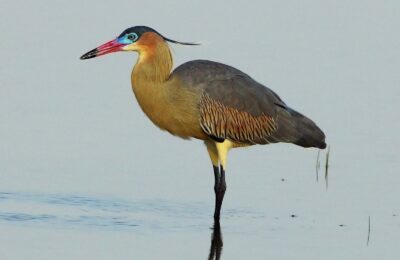 Foto de Garza chiflon (Syrigma sibilatrix), familia Ardeidae, aves de Chile