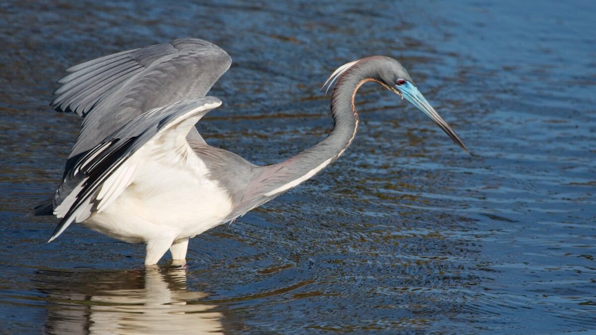 Foto de Garza tricolor (Egretta tricolor), familia Ardeidae, aves de Chile