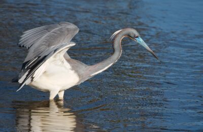 Foto de Garza tricolor (Egretta tricolor), familia Ardeidae, aves de Chile