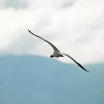 Gaviota Andina en Chile: características, hábitat y dónde verla | avesnativaschilenas.cl