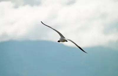 Gaviota Andina en Chile: características, hábitat y dónde verla | avesnativaschilenas.cl