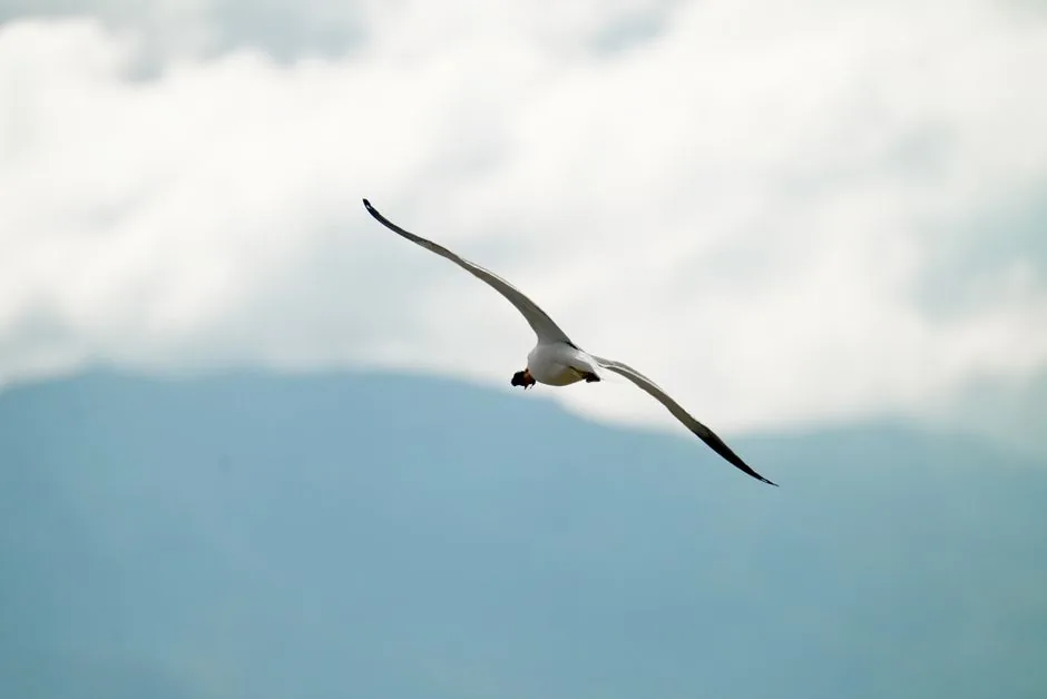 Gaviota Andina en Chile: características, hábitat y dónde verla | avesnativaschilenas.cl