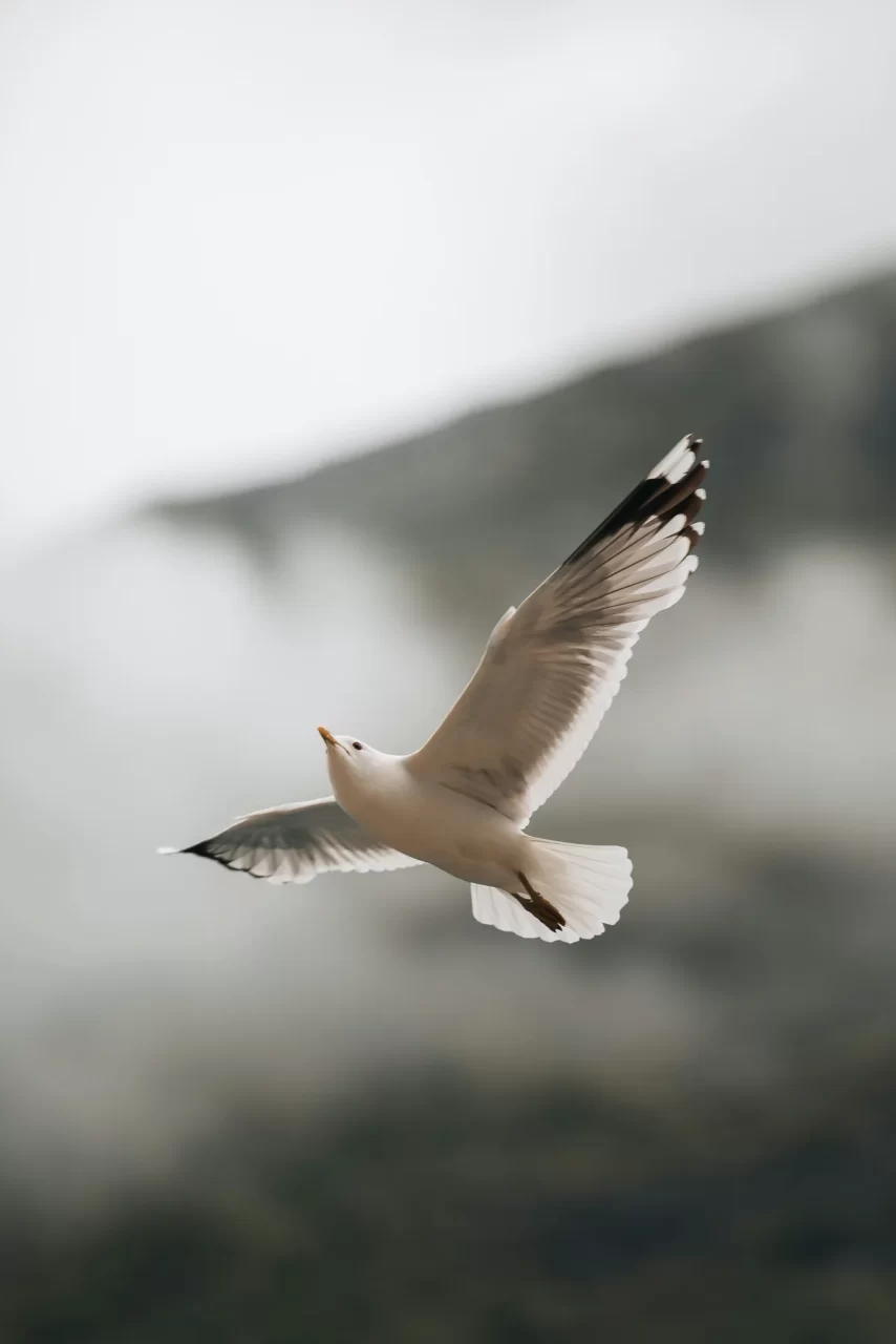 Gaviota andina en vuelo sobre la cordillera de los Andes, identificando sus características
