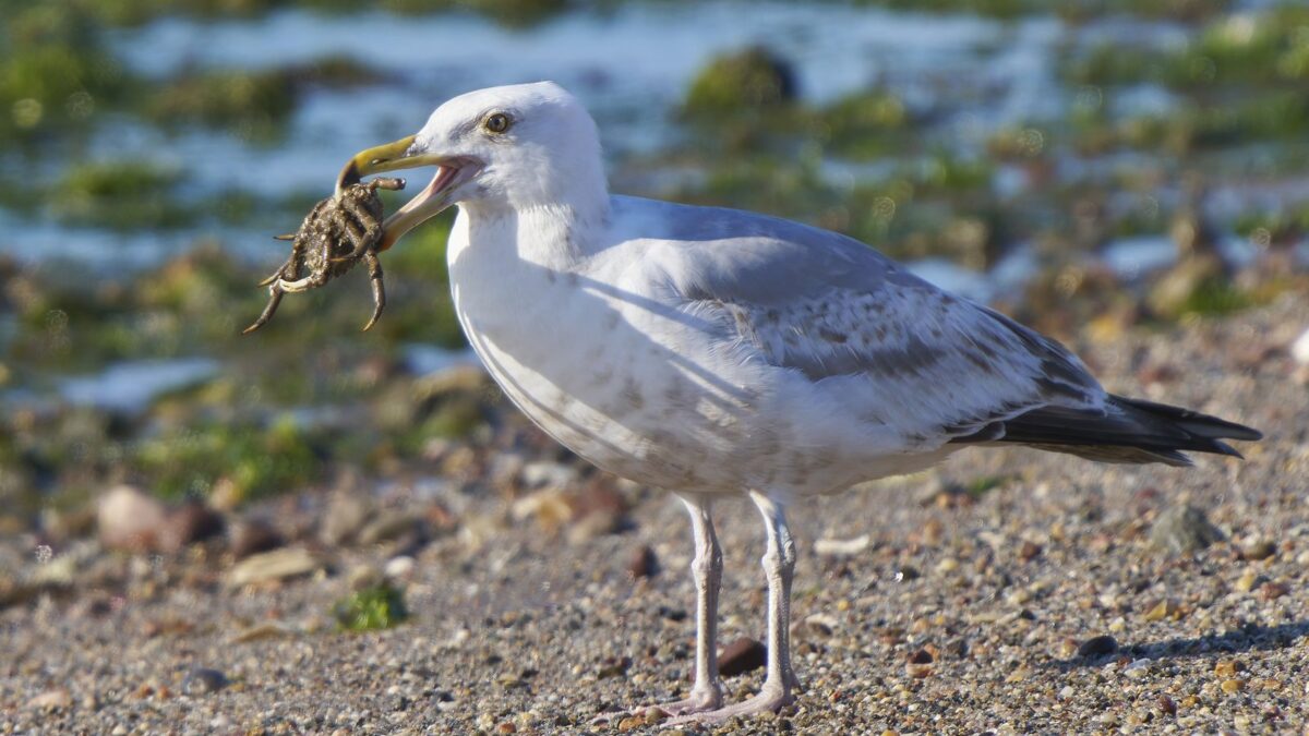 Foto de Gaviota argentea (Larus smithsonianus), familia Laridae, aves de Chile