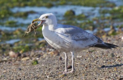 Foto de Gaviota argentea (Larus smithsonianus), familia Laridae, aves de Chile
